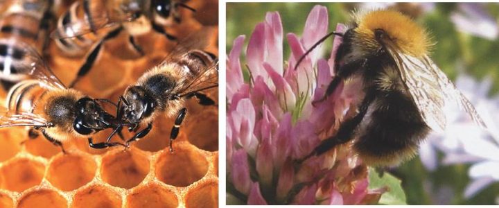 Naturführung „Die Honigbiene und ihre wilden Verwandten“