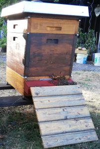 Bienen chillen vor dem Stock