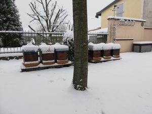 Bienenstand im Shnee